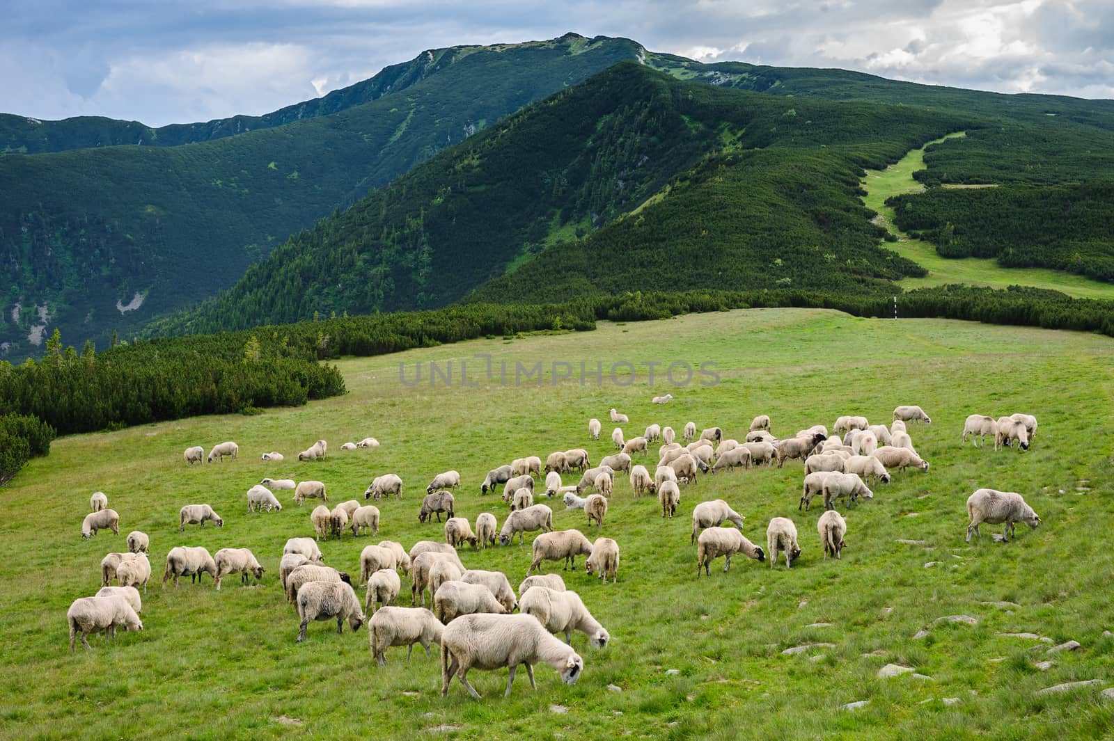 Sheep herds at alpine pastures in Retezat National Park, Carpathians, Romania. 