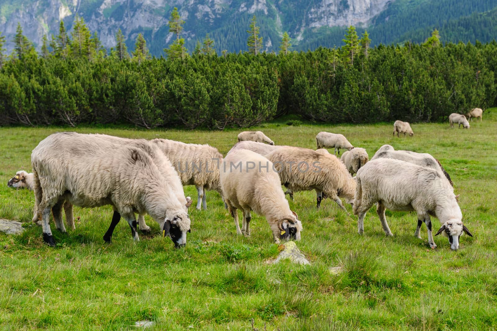 Alpine pastures in Retezat National Park, Carpathians, Romania.  by starush