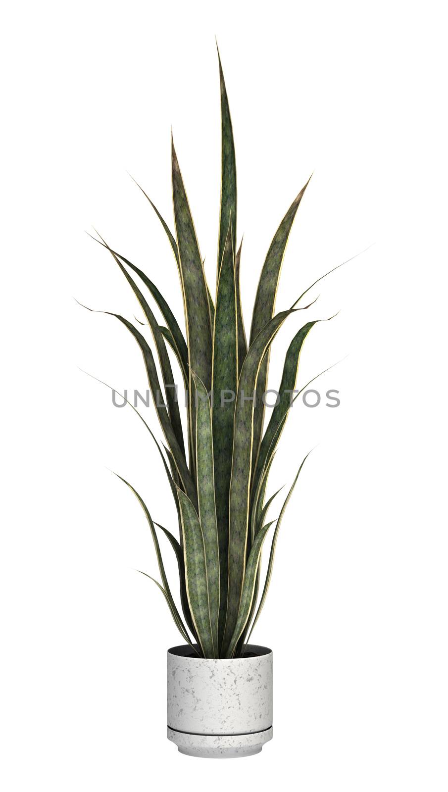 Sansevieria on White by Vac