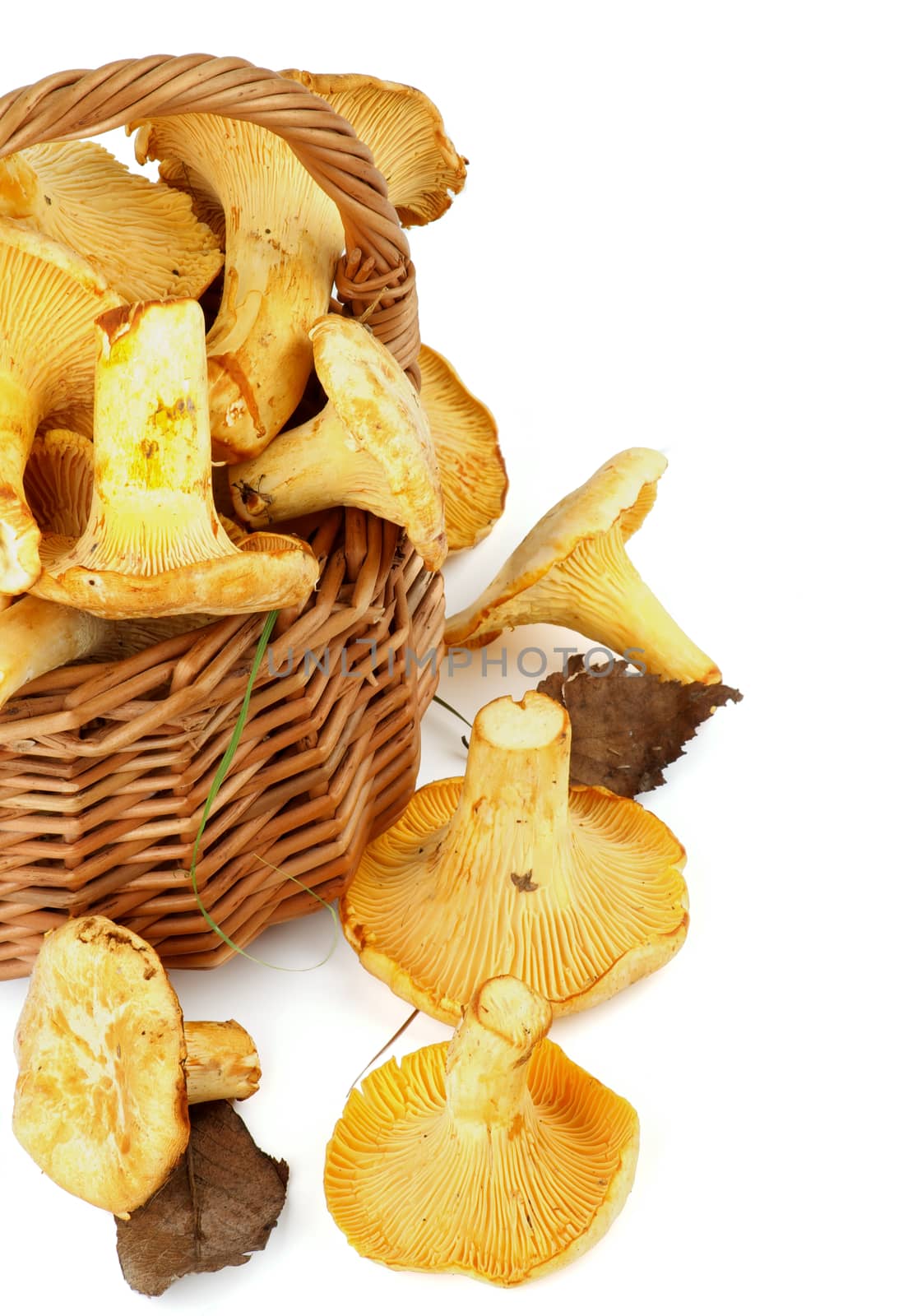 Perfect Raw Chanterelles with Dry Leafs in Wicker Basket closeup on White background