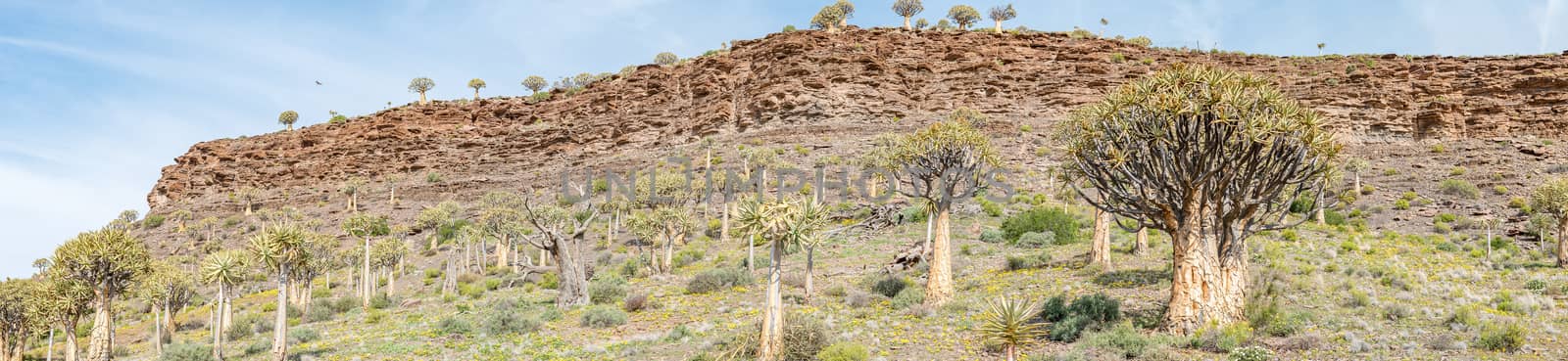 Panorama of the Quiver Tree Forest at Gannabos by dpreezg