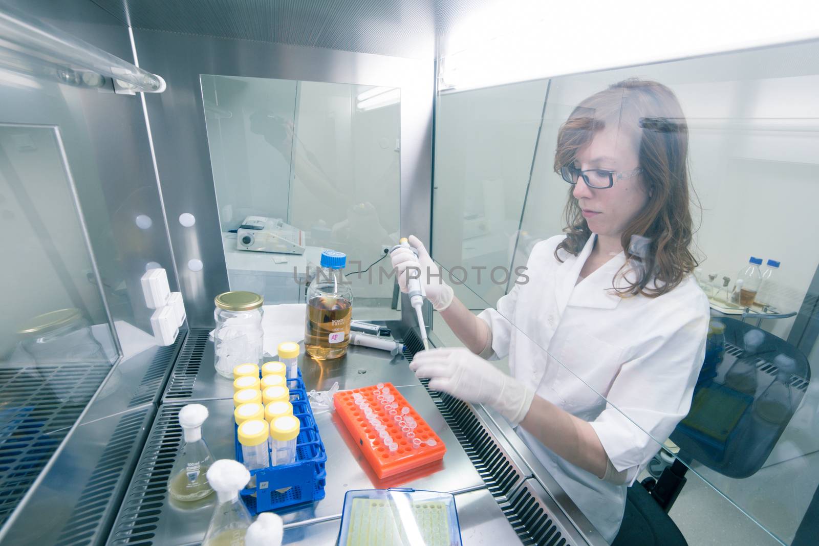 Female scientist researching in laboratory, pipetting cell culture medium samples in laminar flow. Life science professional grafting bacteria in the pettri dishes. Photo taken from laminar interior.