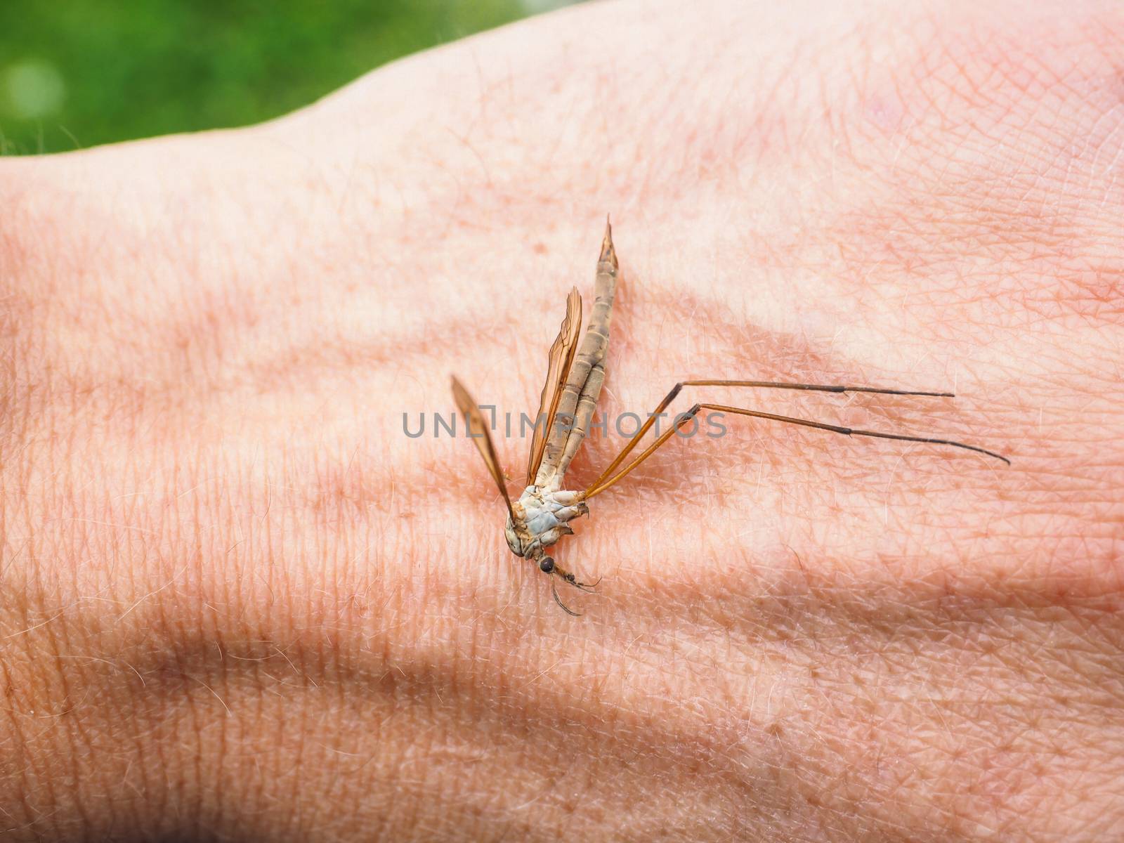 Cranefly insect laying dead on a hand