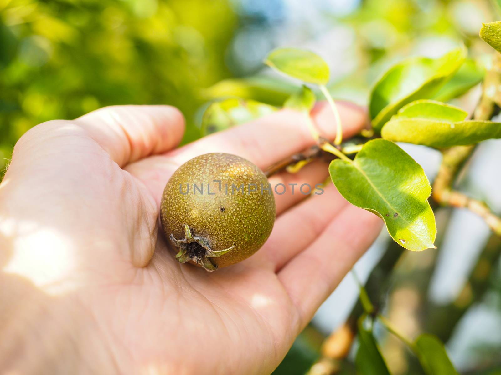 Hand of a caucasian person harvesting ripe pear from tree by Arvebettum