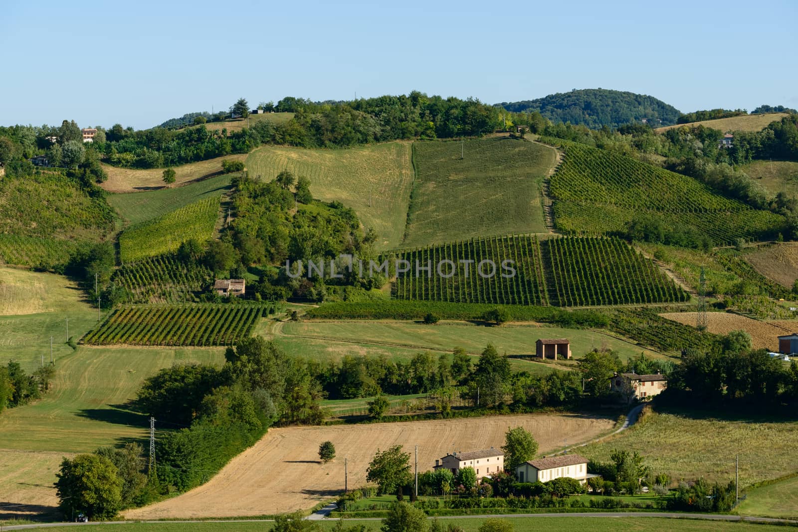 Piacenza Vineyards  by Robertobinetti70