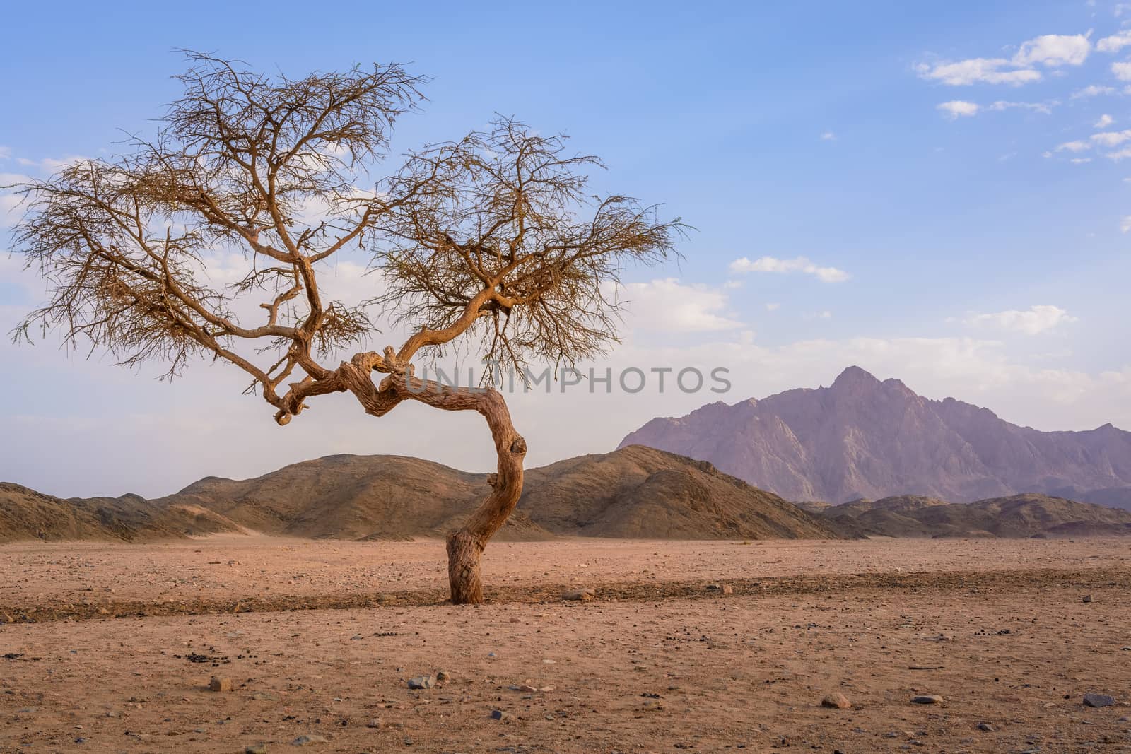 In the picture a valley in the desert with an Acacia tree with mountain rock and clouds in the background.
