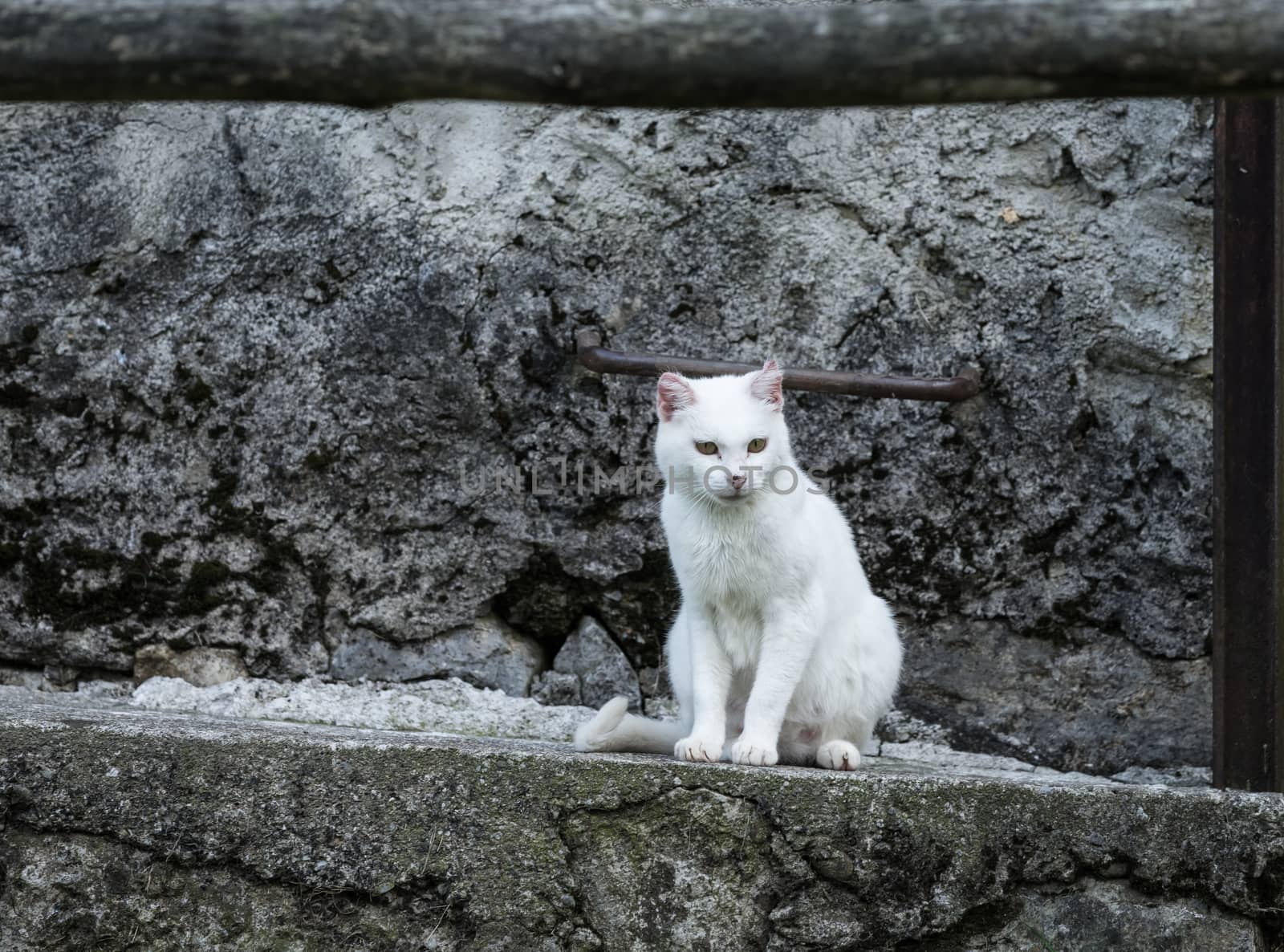 white cat in the frame by Robertobinetti70