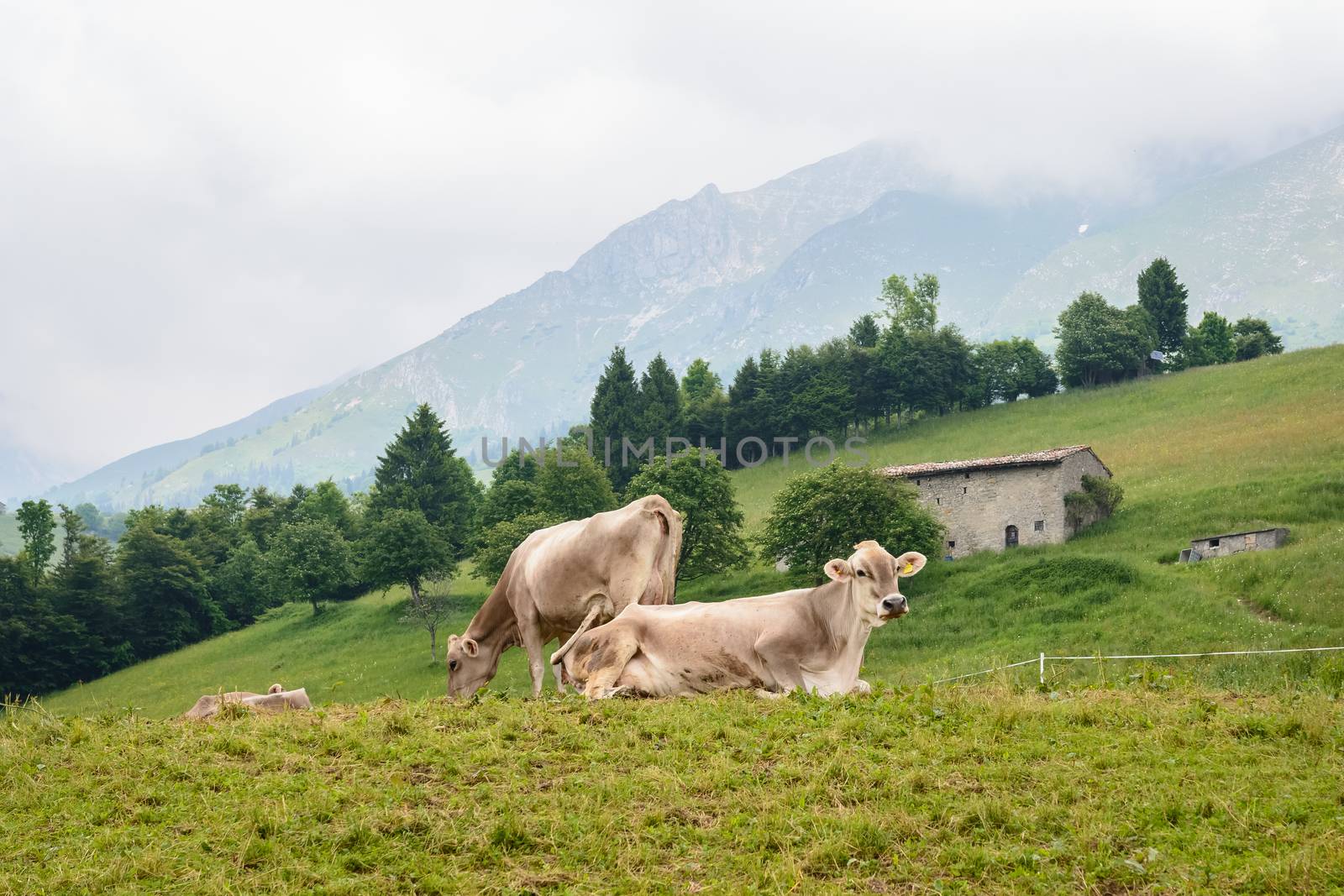 Cows grazing in the mountain  by Robertobinetti70