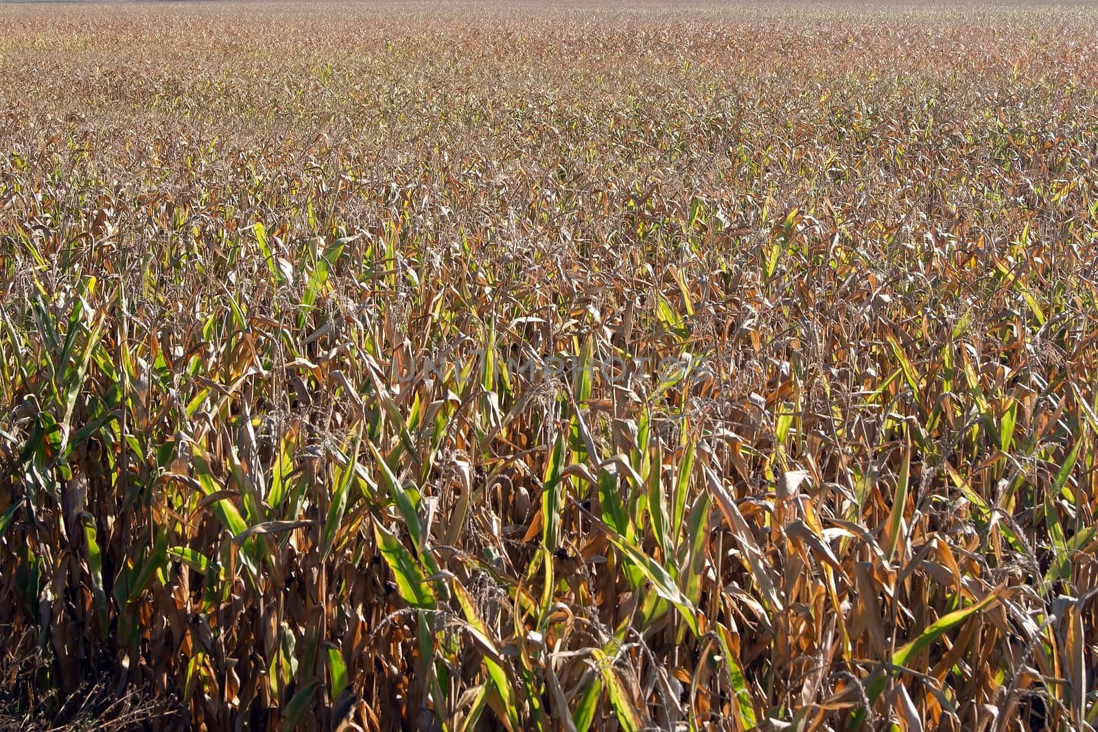 Letter from the dry ripe corn before the harvest.