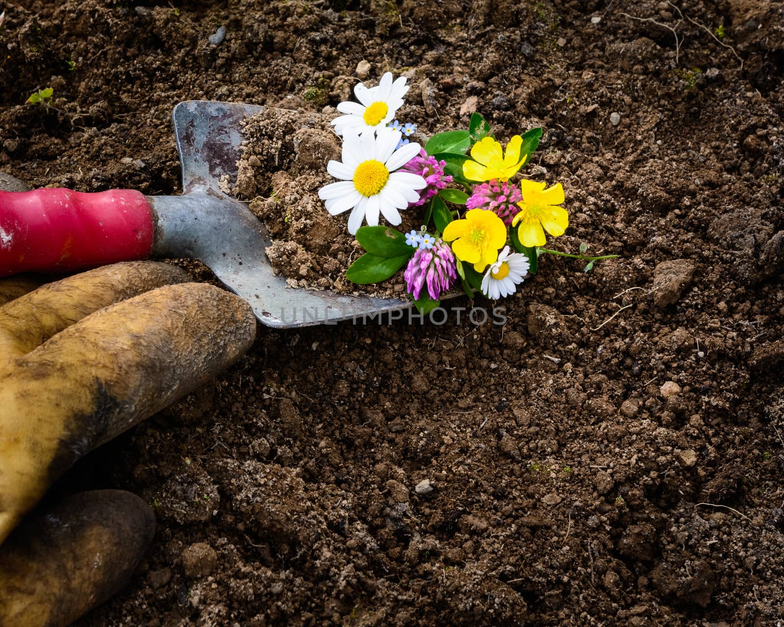 pictured a glove and gardening with a shovel in the ground , wildflowers and daisies