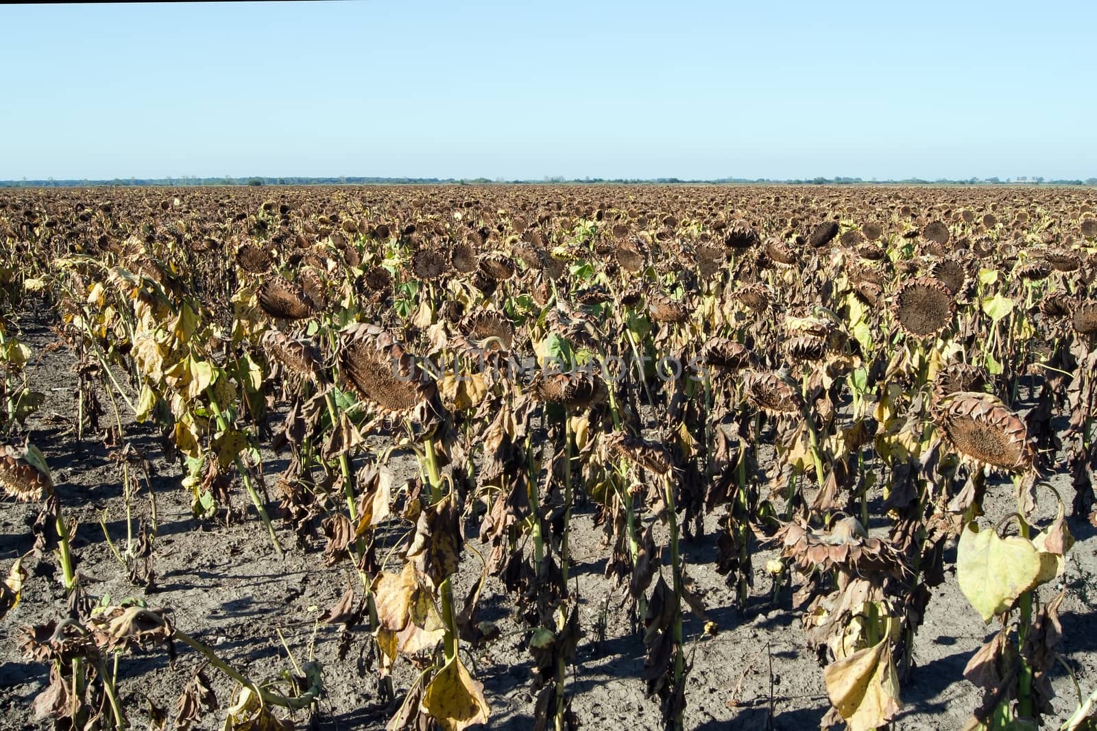 Letter from the mature sunflower dry before harvest.