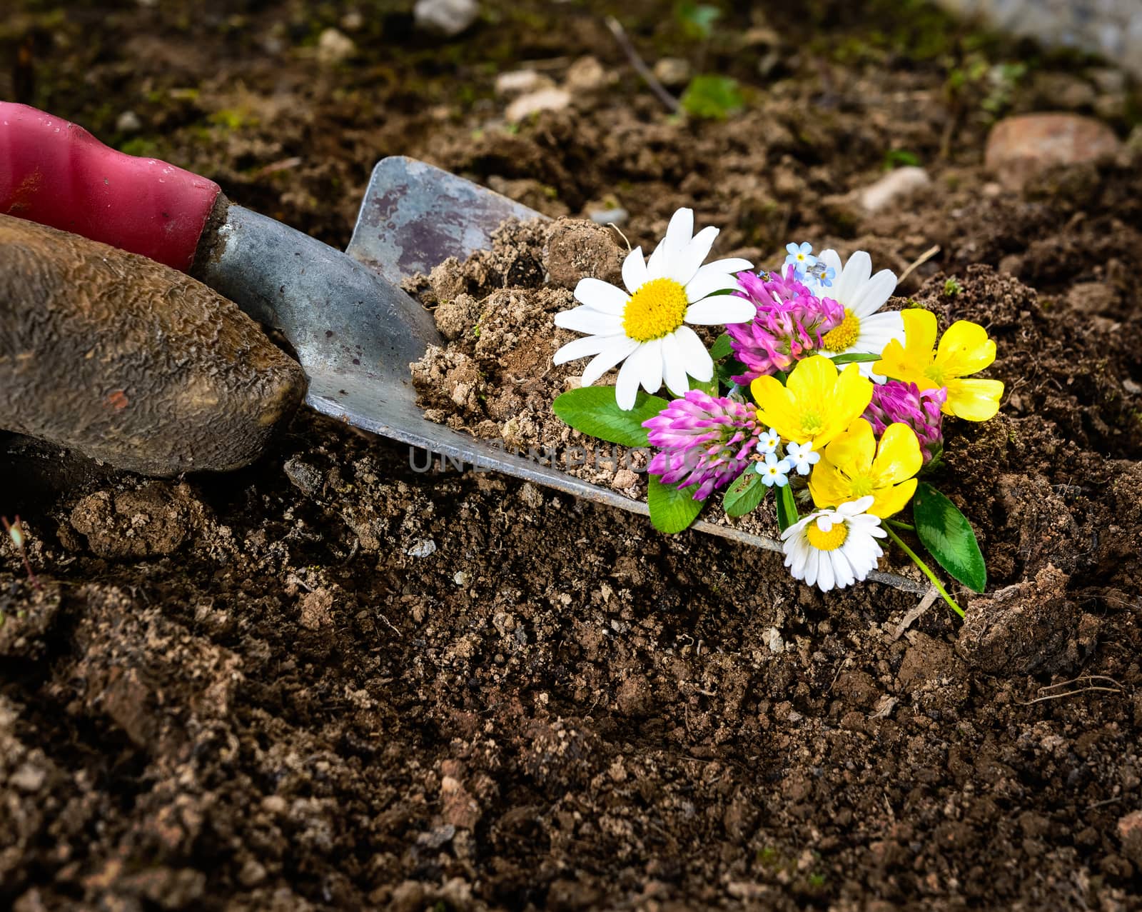 pictured a glove and gardening with a shovel in the ground , wildflowers and daisies