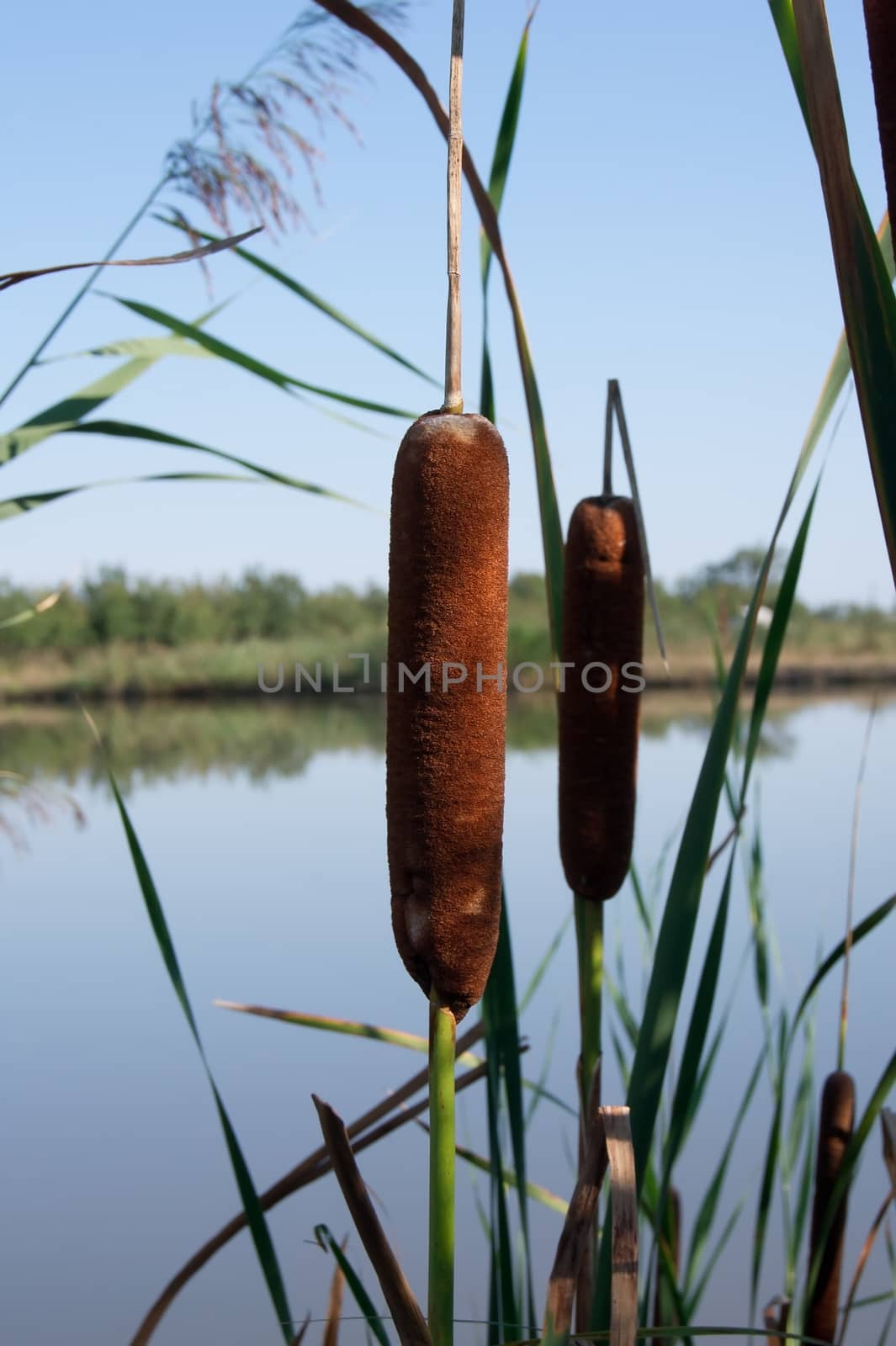 Cattail mace (Typha latifolia) plants of the waterfronts.