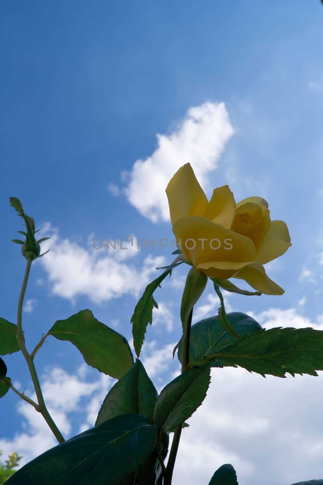 Yellow roses in front of a blue and clouds.