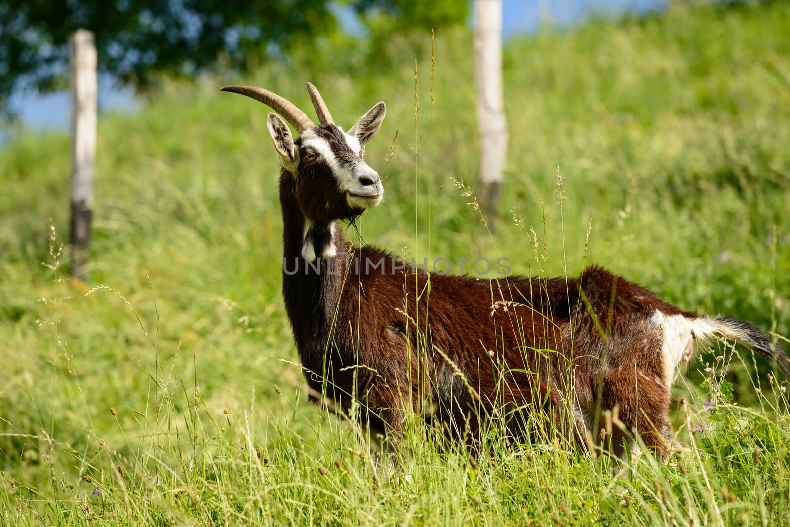 Italian Goats grazing freely by Robertobinetti70