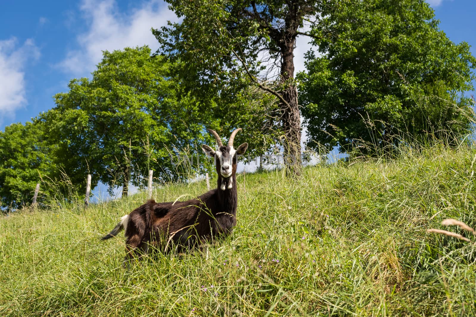 Goats grazing freely by Robertobinetti70