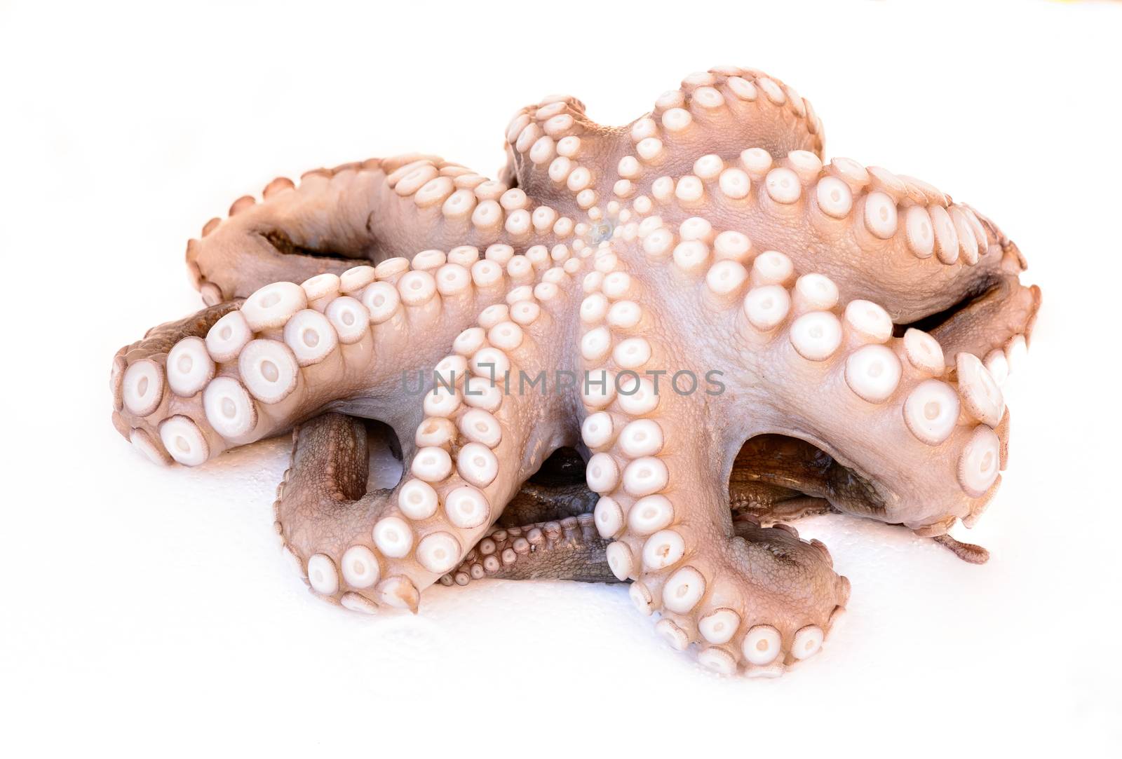 In the picture a defrosted octopus resting on white polystyrene