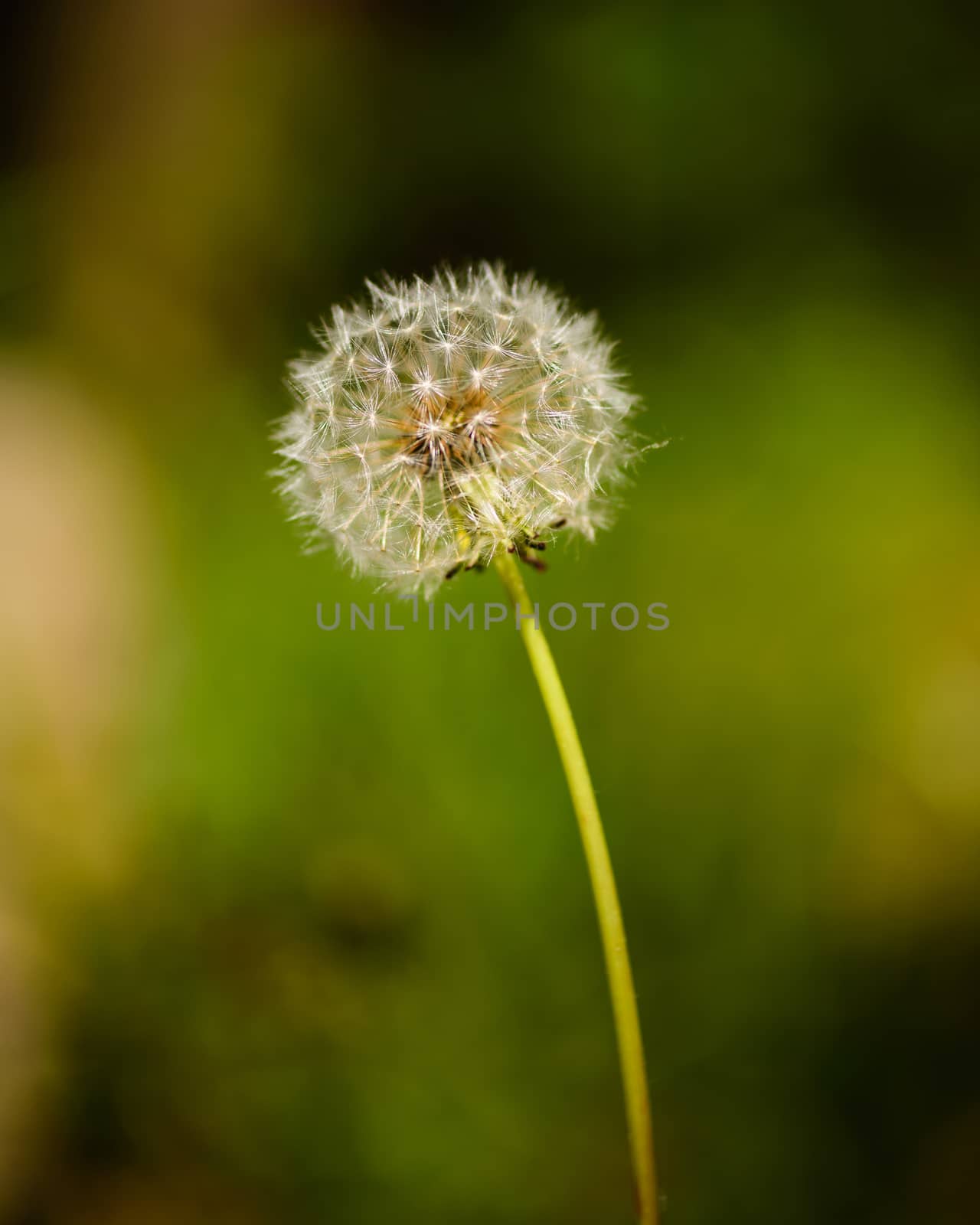 Italian dandelion by Robertobinetti70