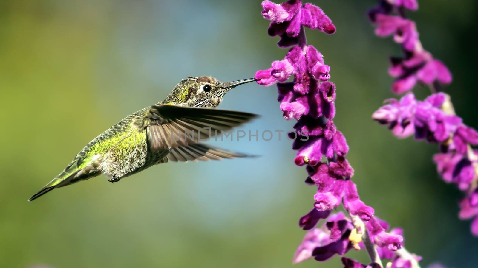 Anna's Hummingbird in Flight with Purple Flowers by backyard_photography