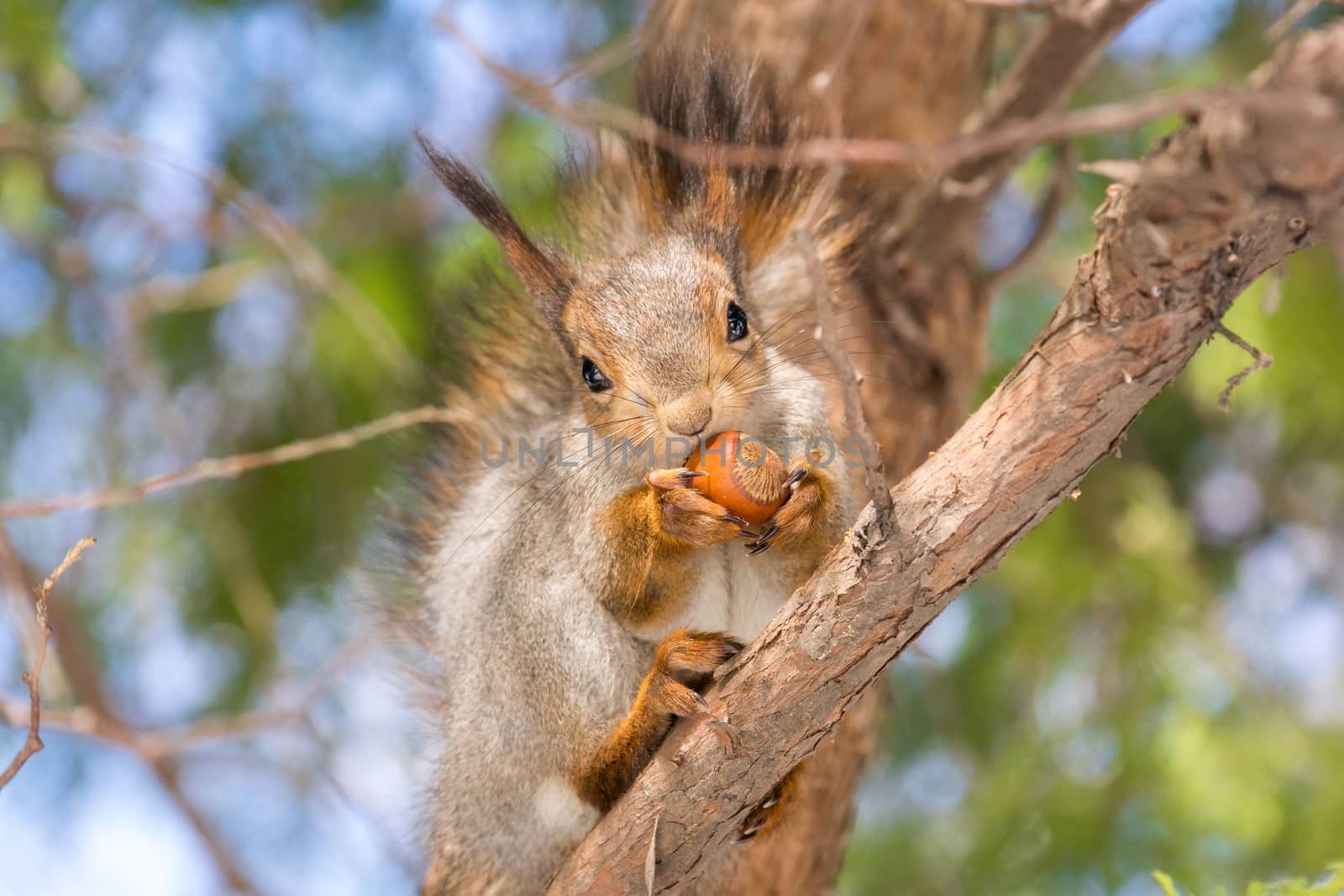 squirrel by AlexBush