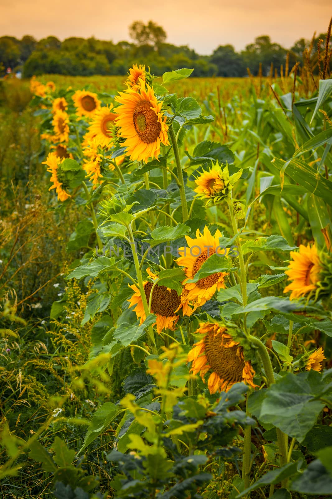 Sunflowers on a green field in the summertime