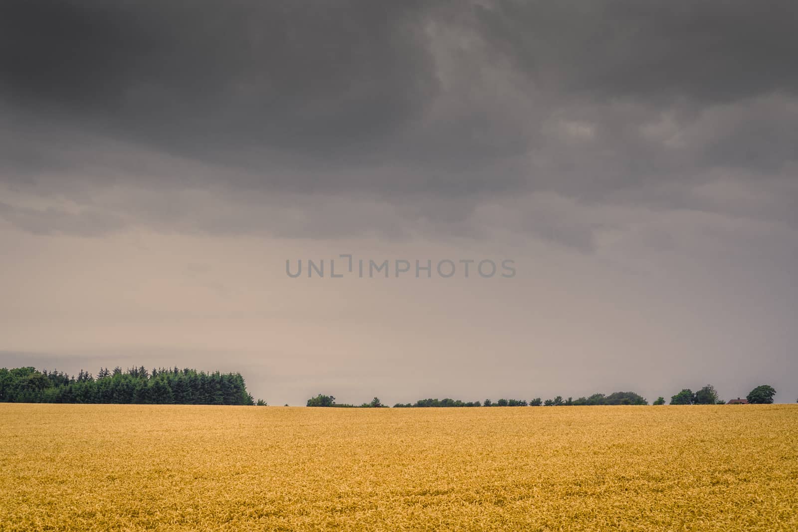 Dark clouds over a golden field in the late summer