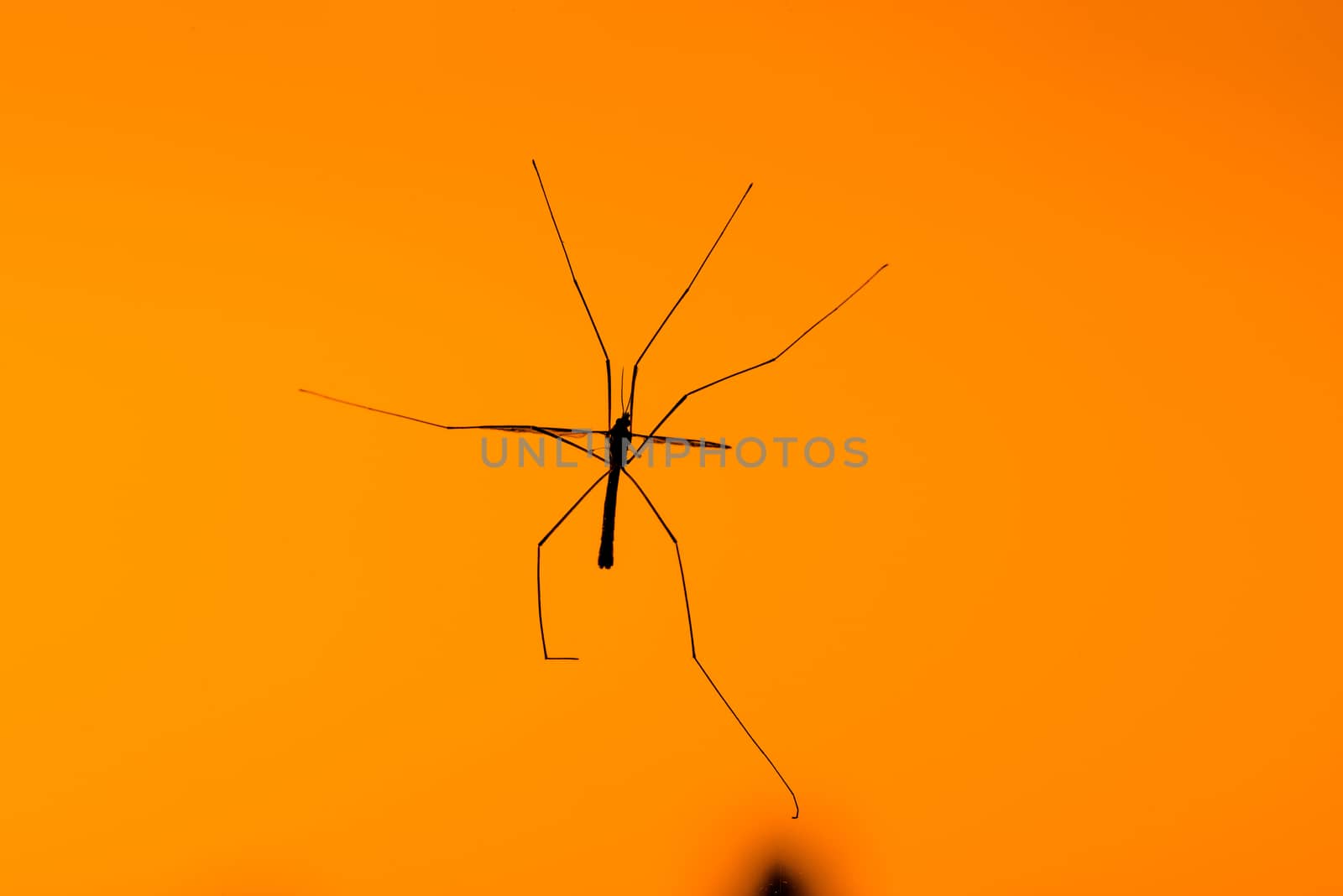 Silhouette of a large crane fly on a orange background