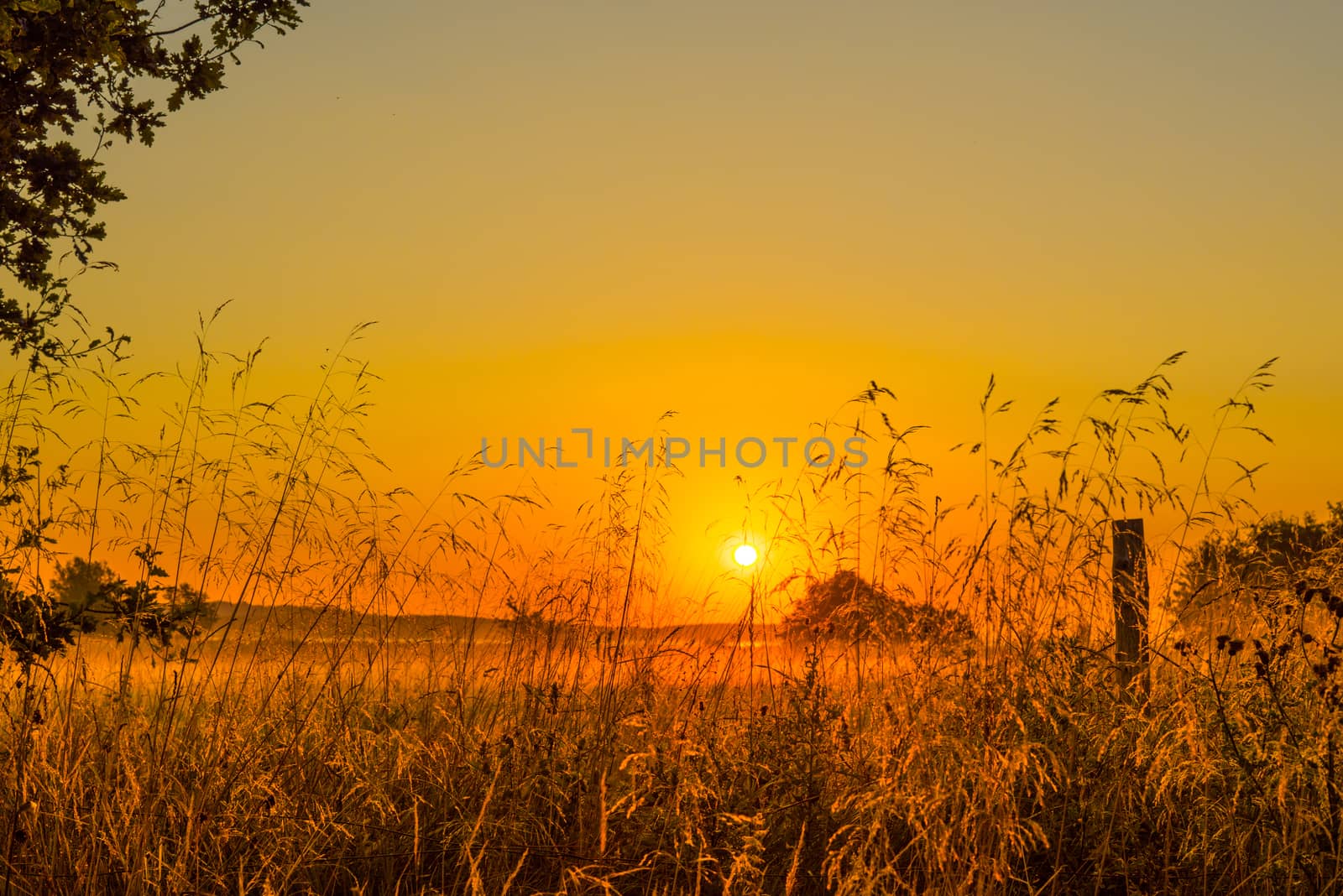 Grass silhouettes in the sunrise in the morning