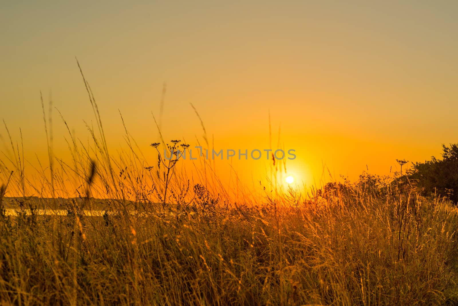 Sunrise over a lake in the morning with tall grass