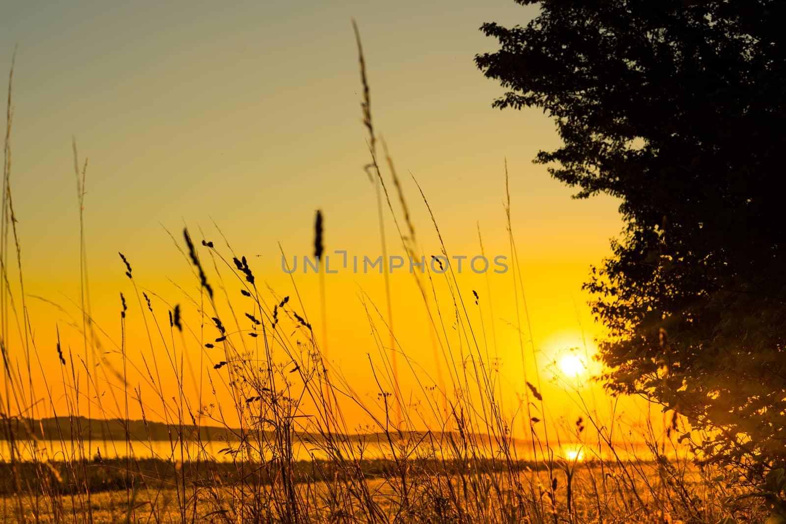 Lake sunrise with grass silhouettes in the morning