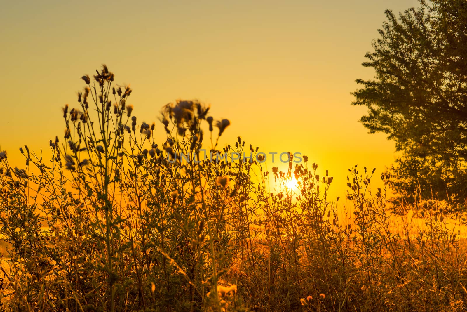 Thistle silhouettes in a beautiful sunrise