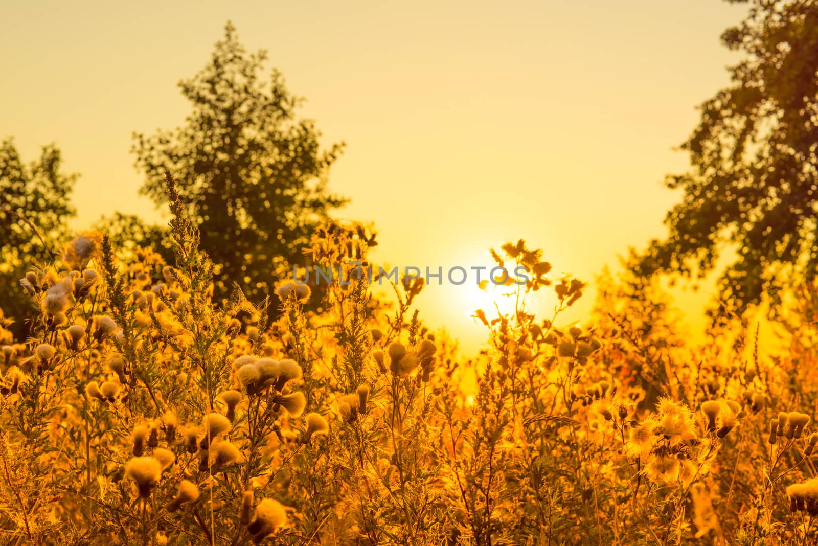 Thistle flowers in a sunrise an early morning