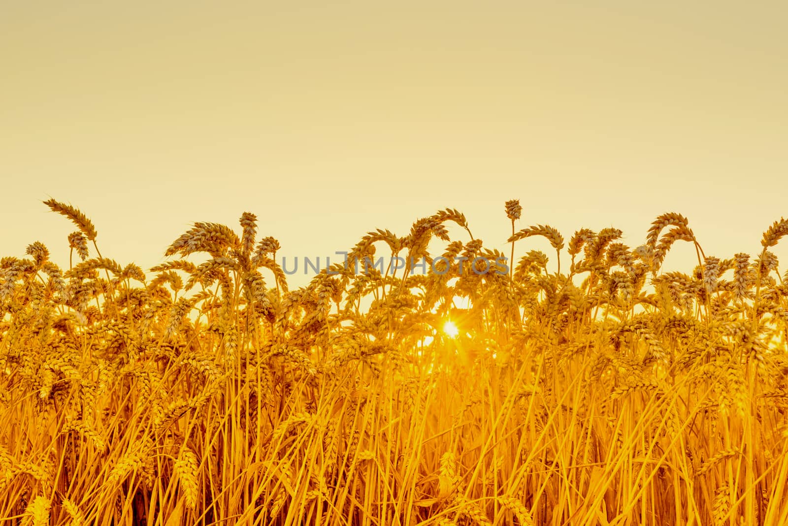 Wheat field in the sunrise an early morning