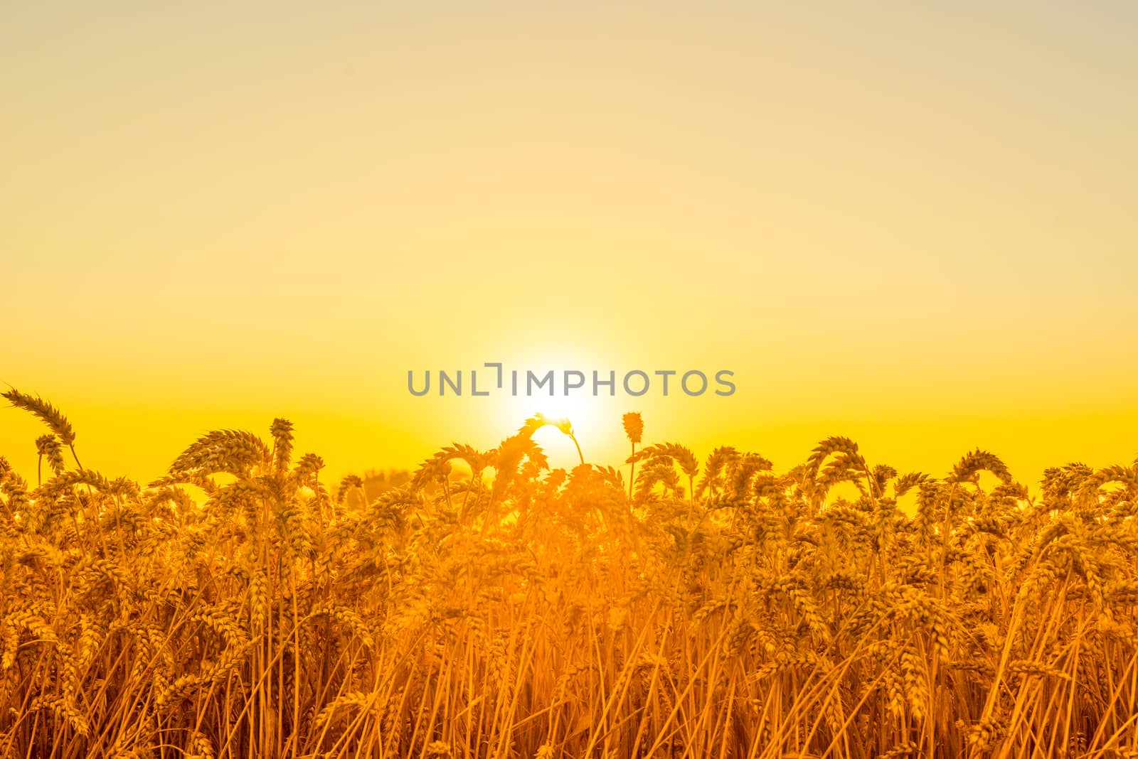Beautiful morning sunrise over a field with grain