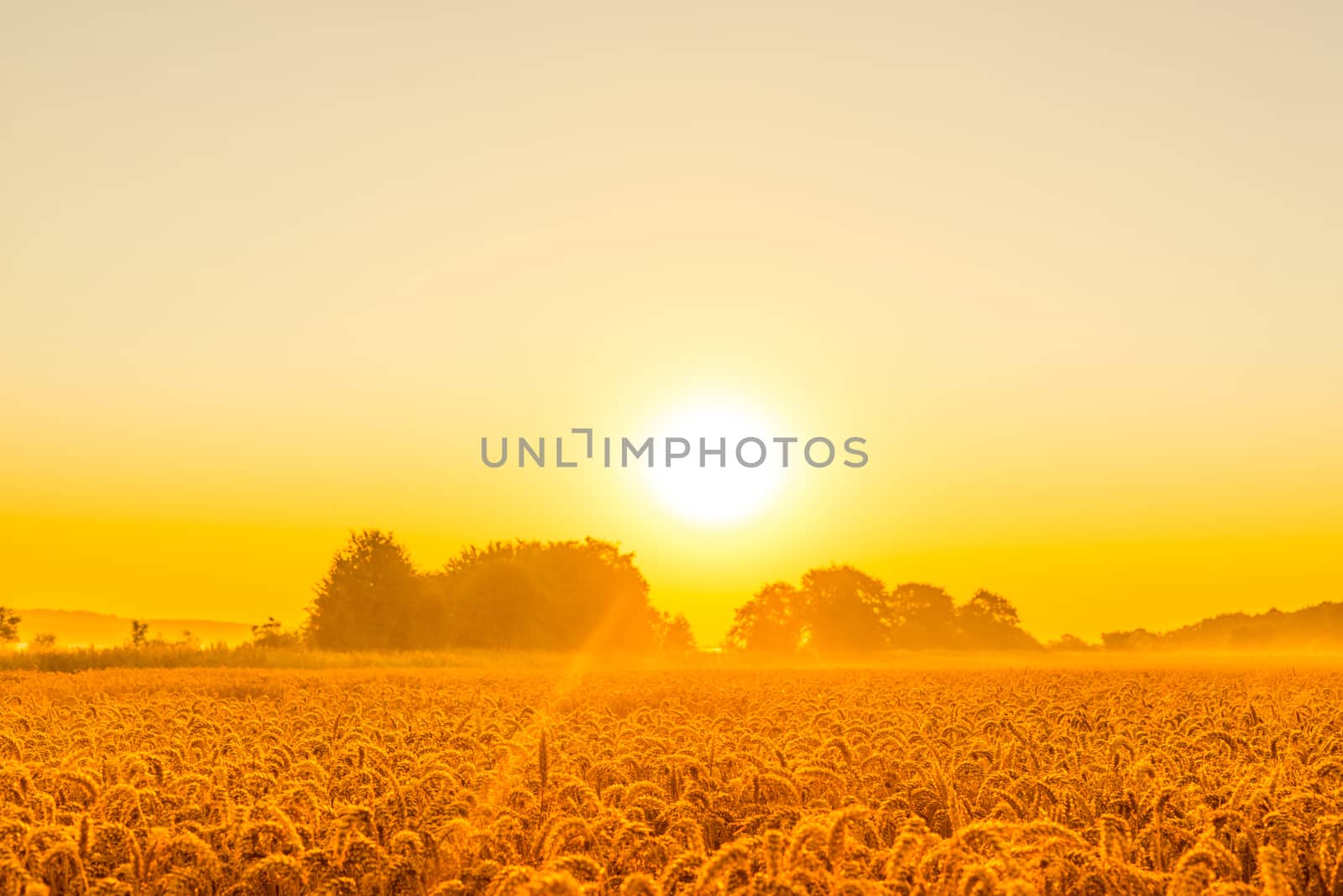 Morning sunshine over a wheat field in the summer