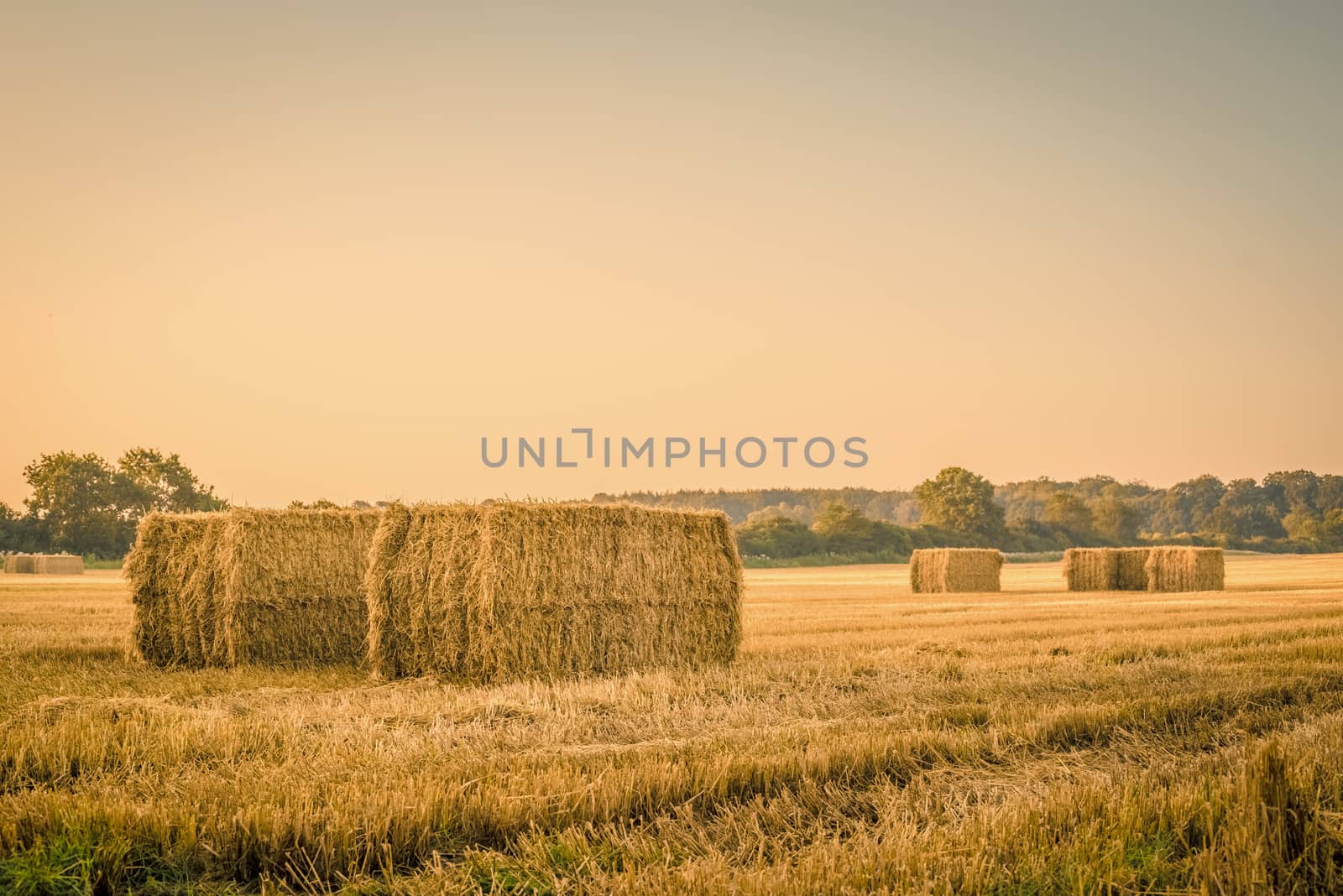 Harvested straw bales on a countryside field