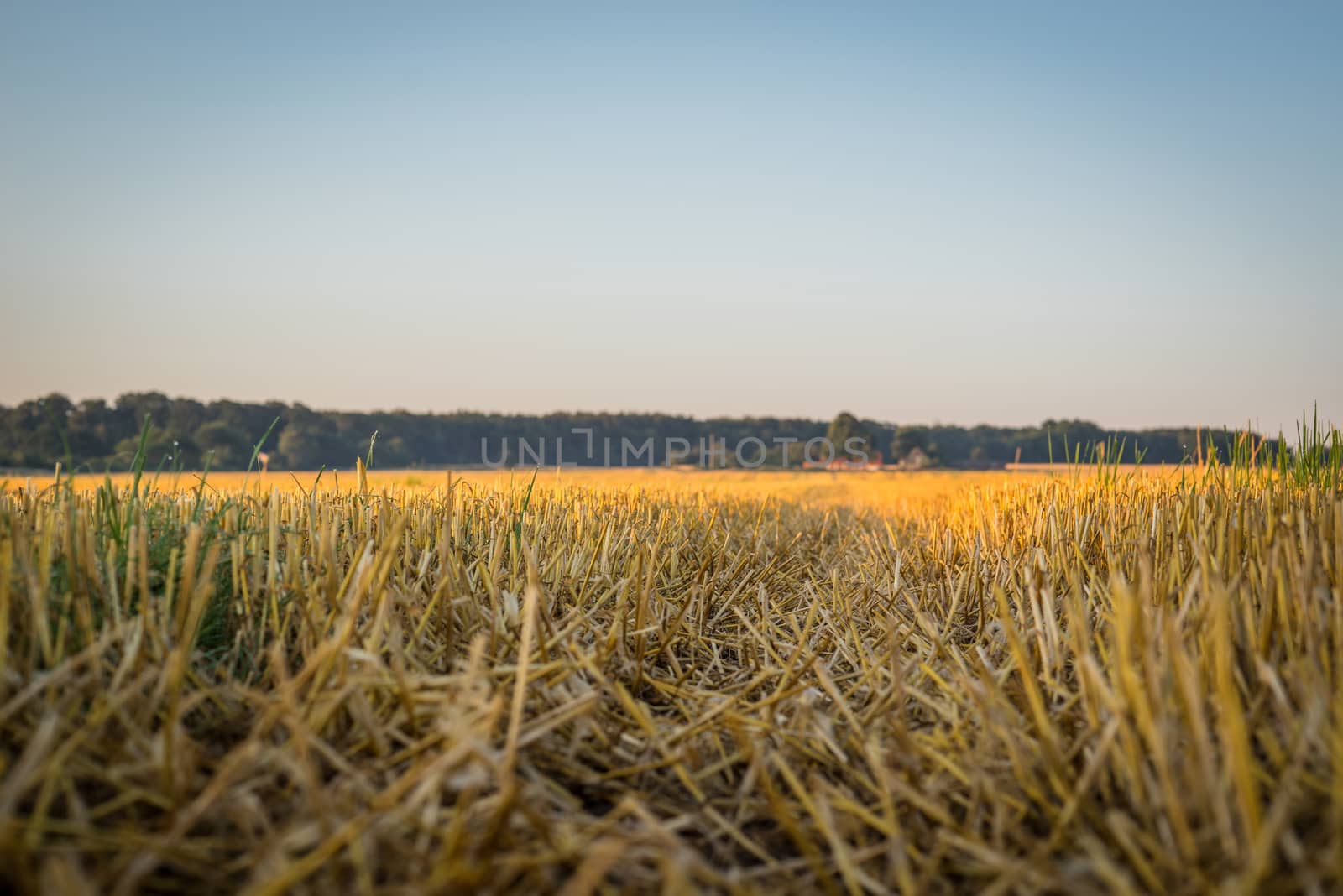 Cutted corn crops on a field in the summer