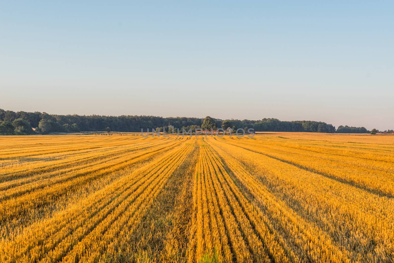 Field at a farm in the late summer