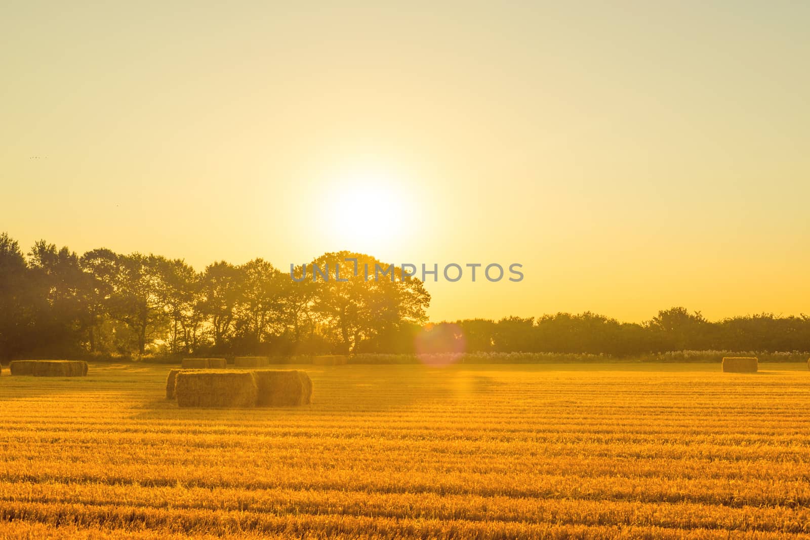 Harvested straw bales in the morning in the late summer