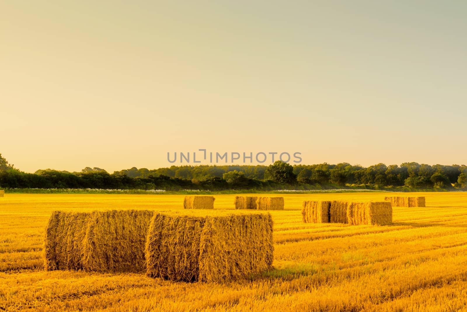 Straw bales in a countryside landscape in the morning