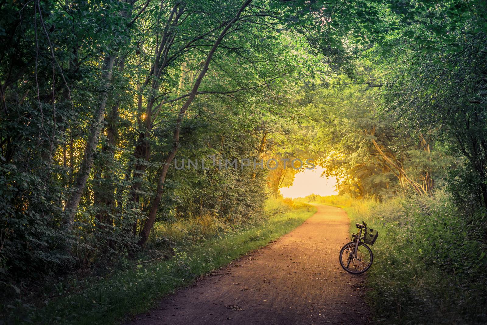 Bike on a forest trail in the morning