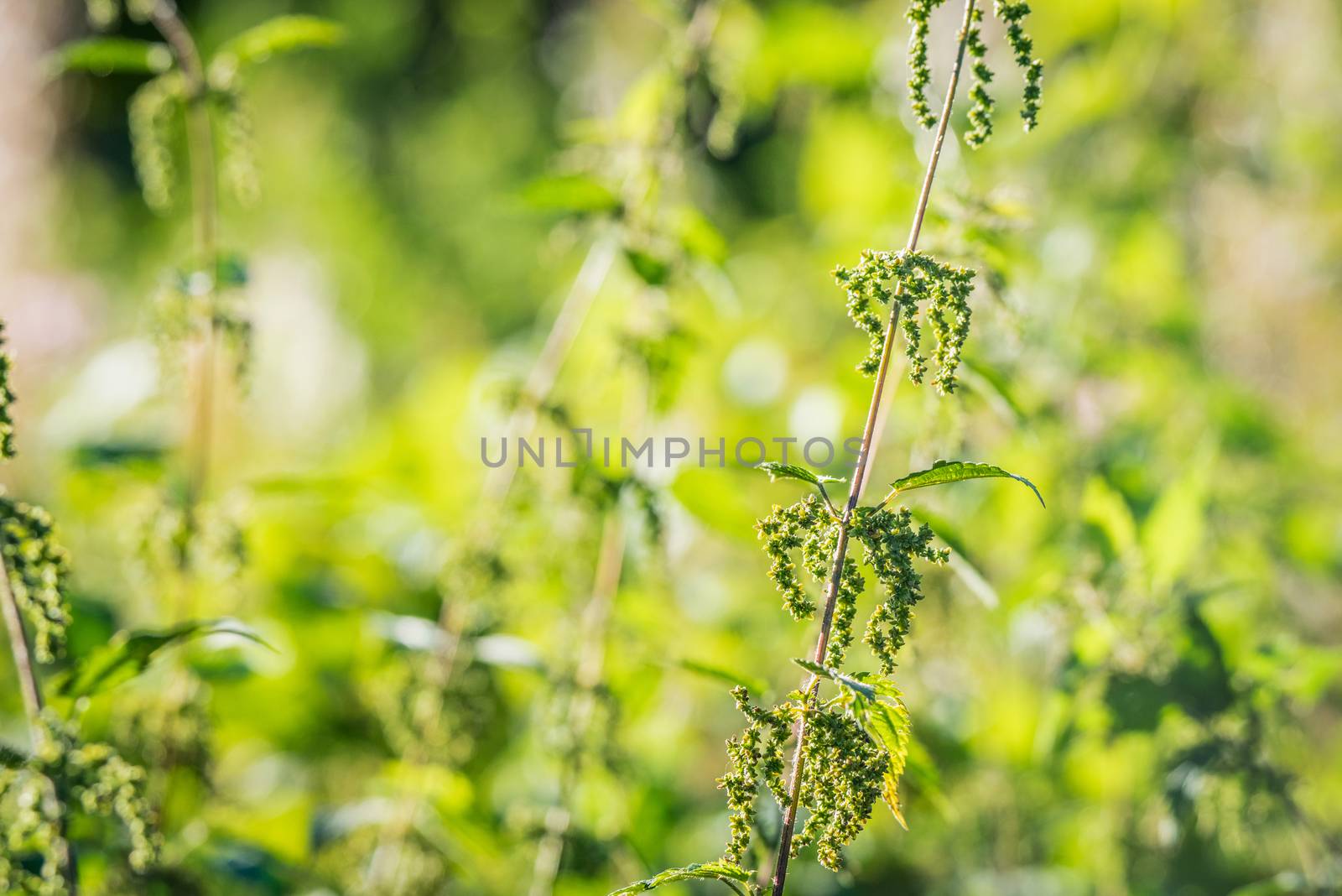 Nettles in wild nature with sunshine