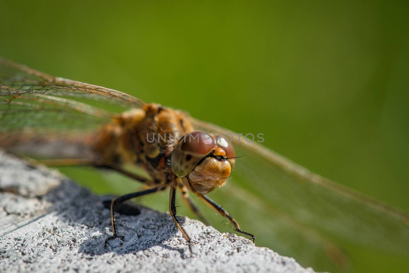 Sympetrum vulgatum dragonfly close-up in the summer