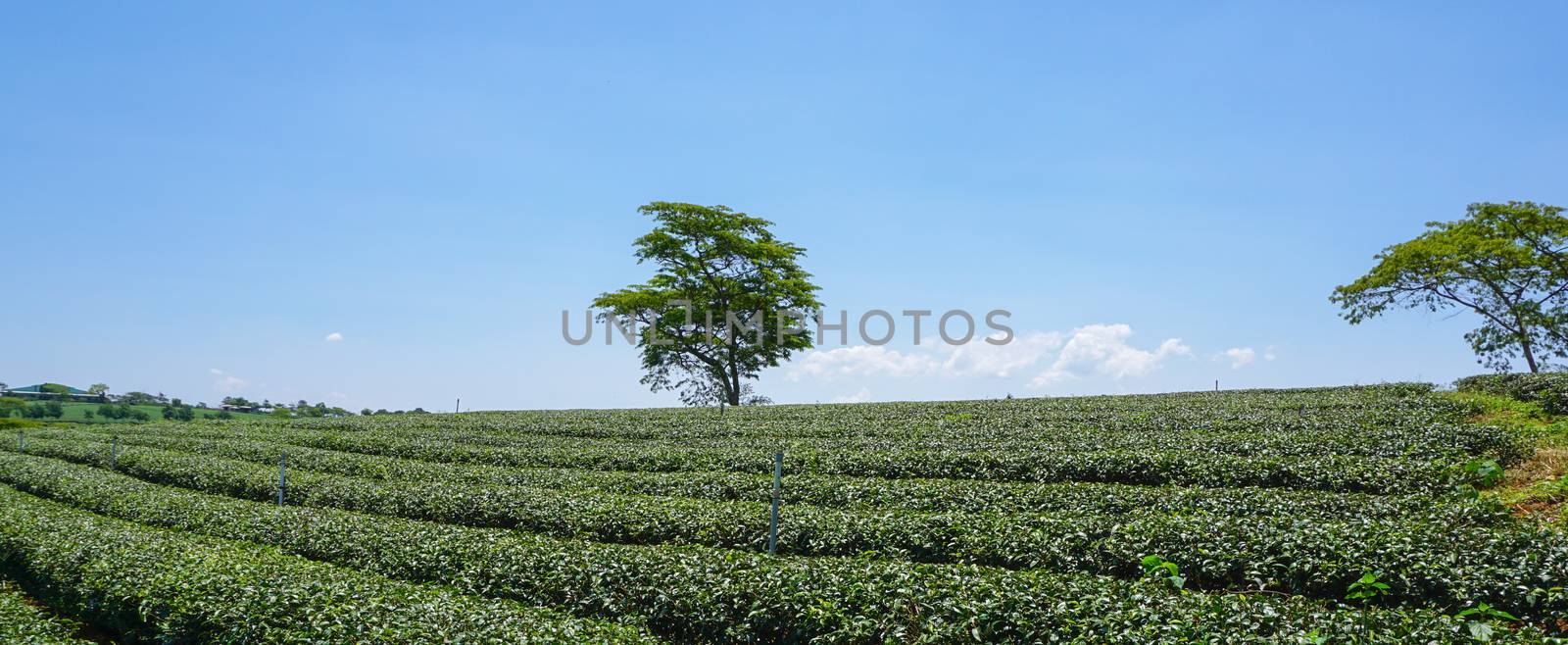 Tea farm at Bao Loc highland, Vietnam. Bao Loc tea hill is the best tea growing areas of Vietnam.