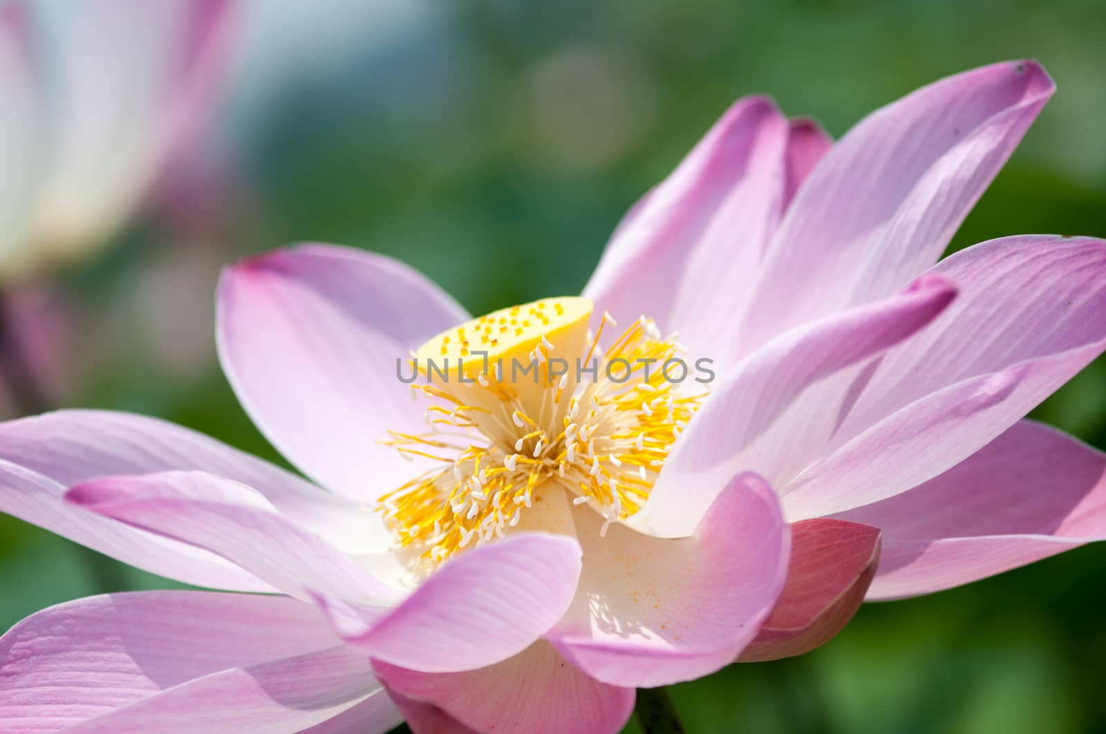 Lotus flower and Lotus flower plants in southern Vietnam.