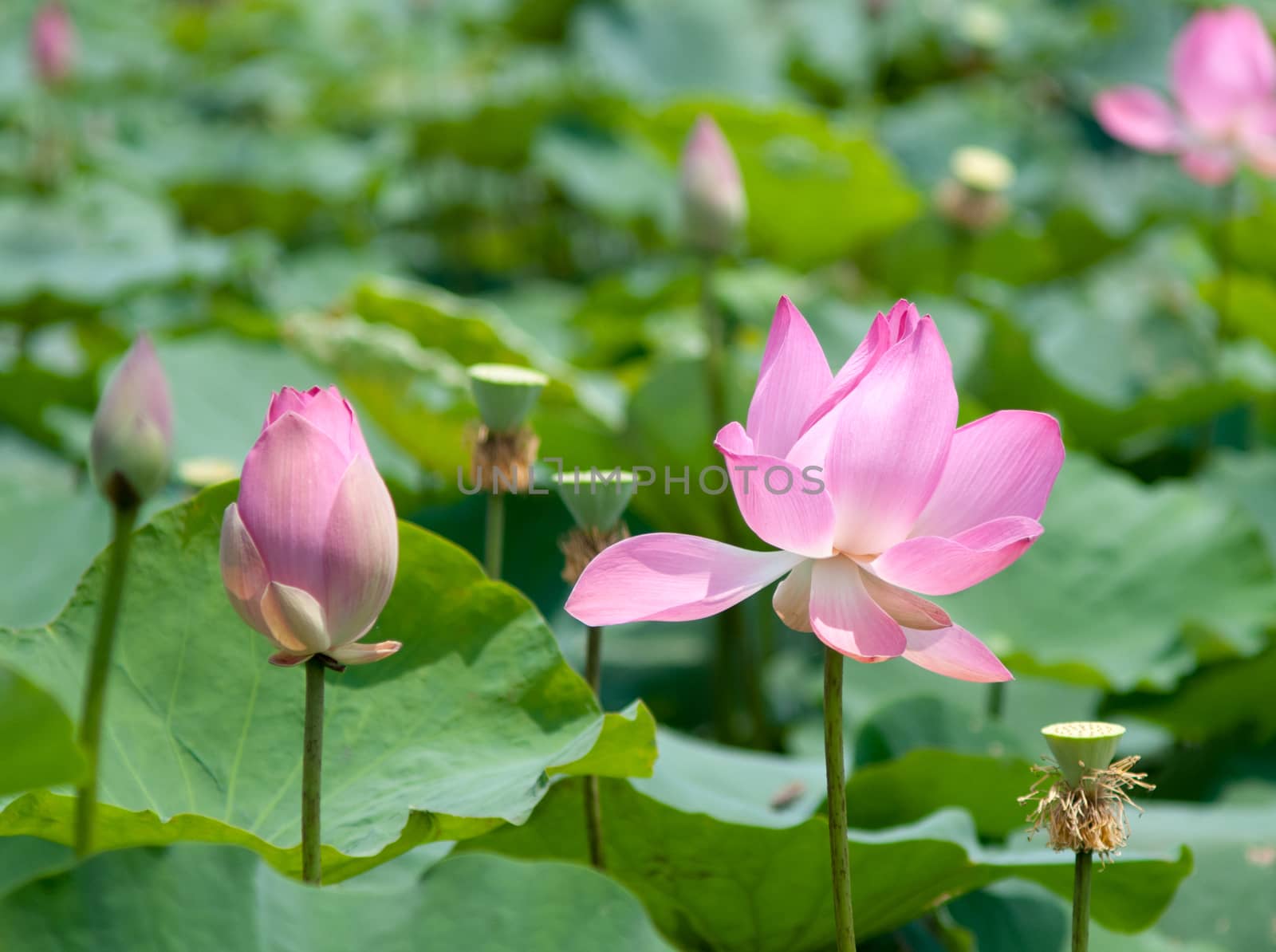 Lotus flower and Lotus flower plants in southern Vietnam.