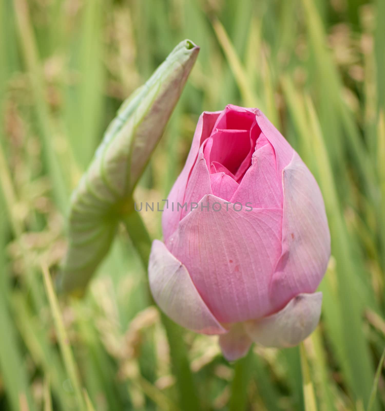 Lotus flower and Lotus flower plants by vietimages