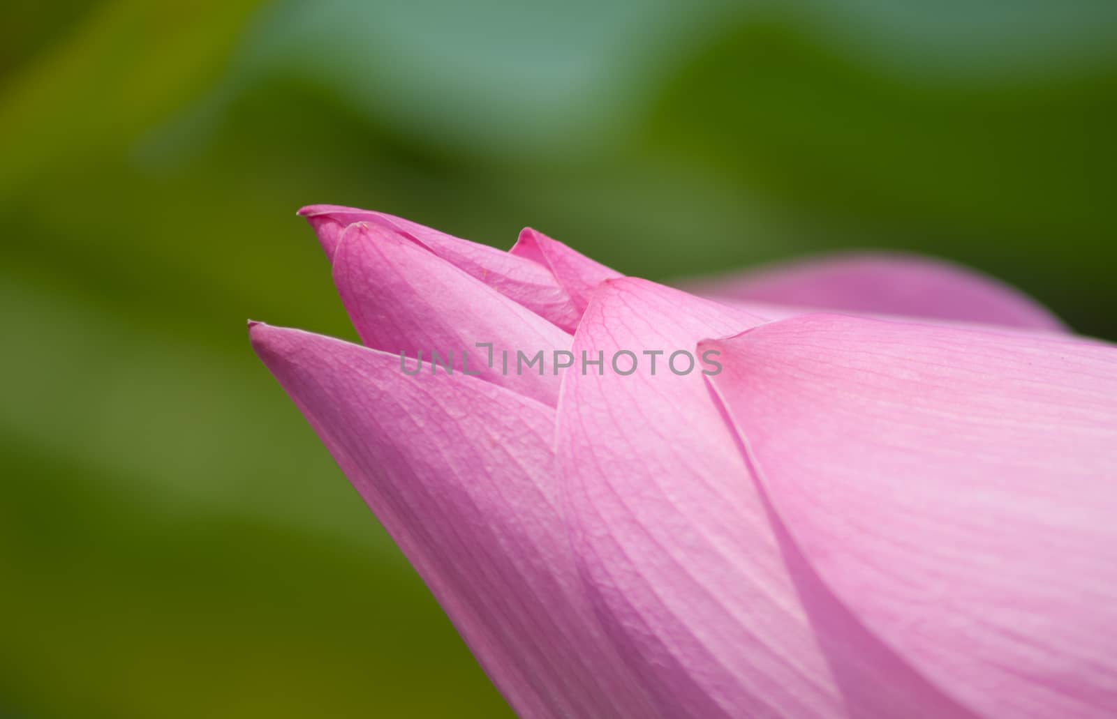 Lotus flower and Lotus flower plants by vietimages