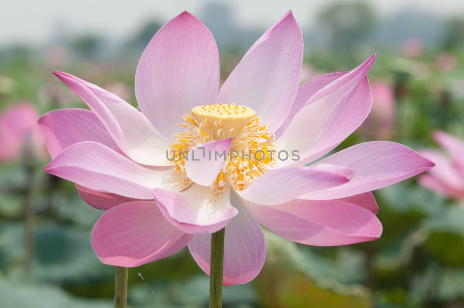 Lotus flower and Lotus flower plants in southern Vietnam.