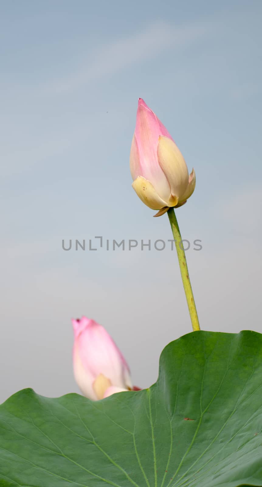 Lotus flower and Lotus flower plants by vietimages